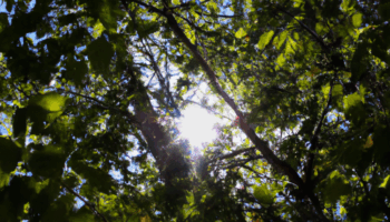 Status and Inequality